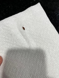 Roaches