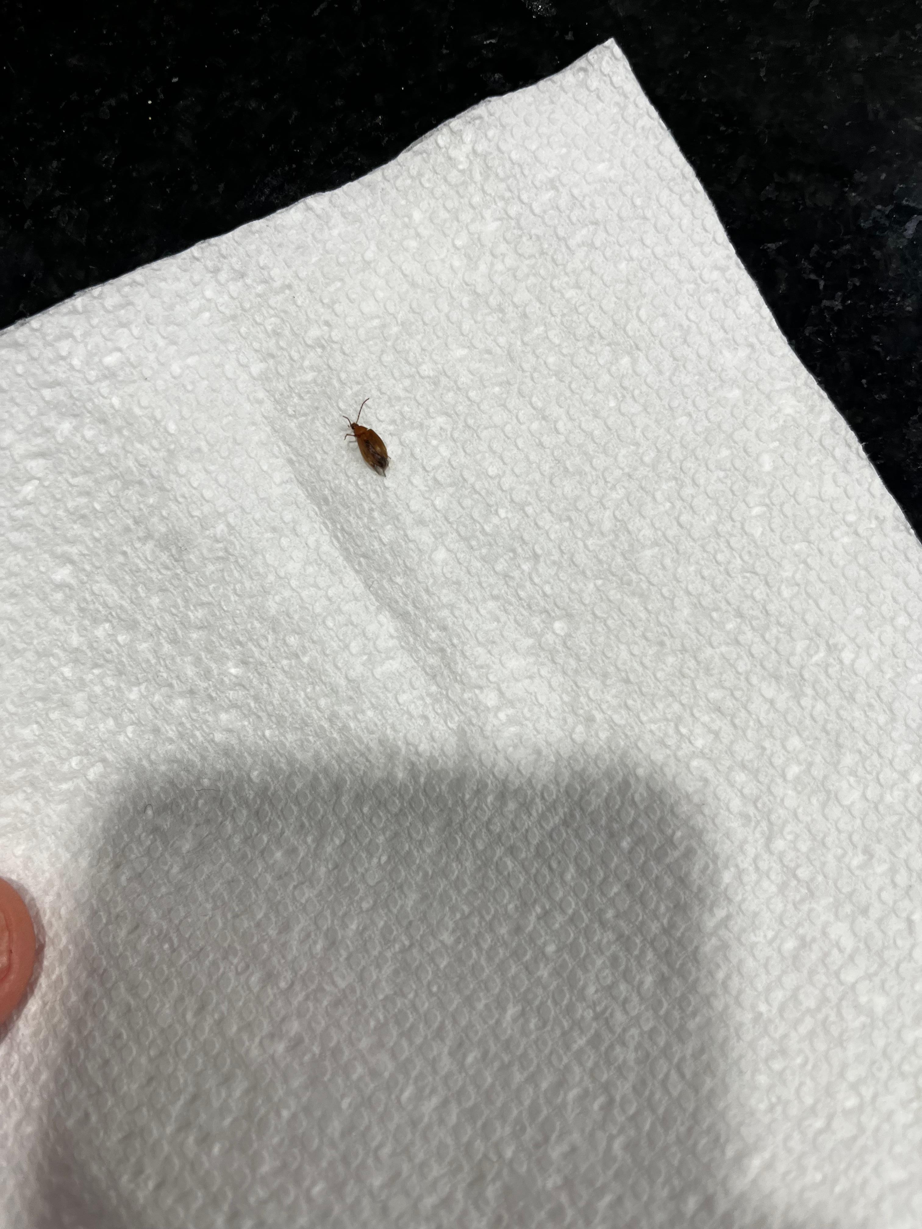 Roaches