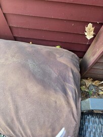 Old gross filthy dog bed