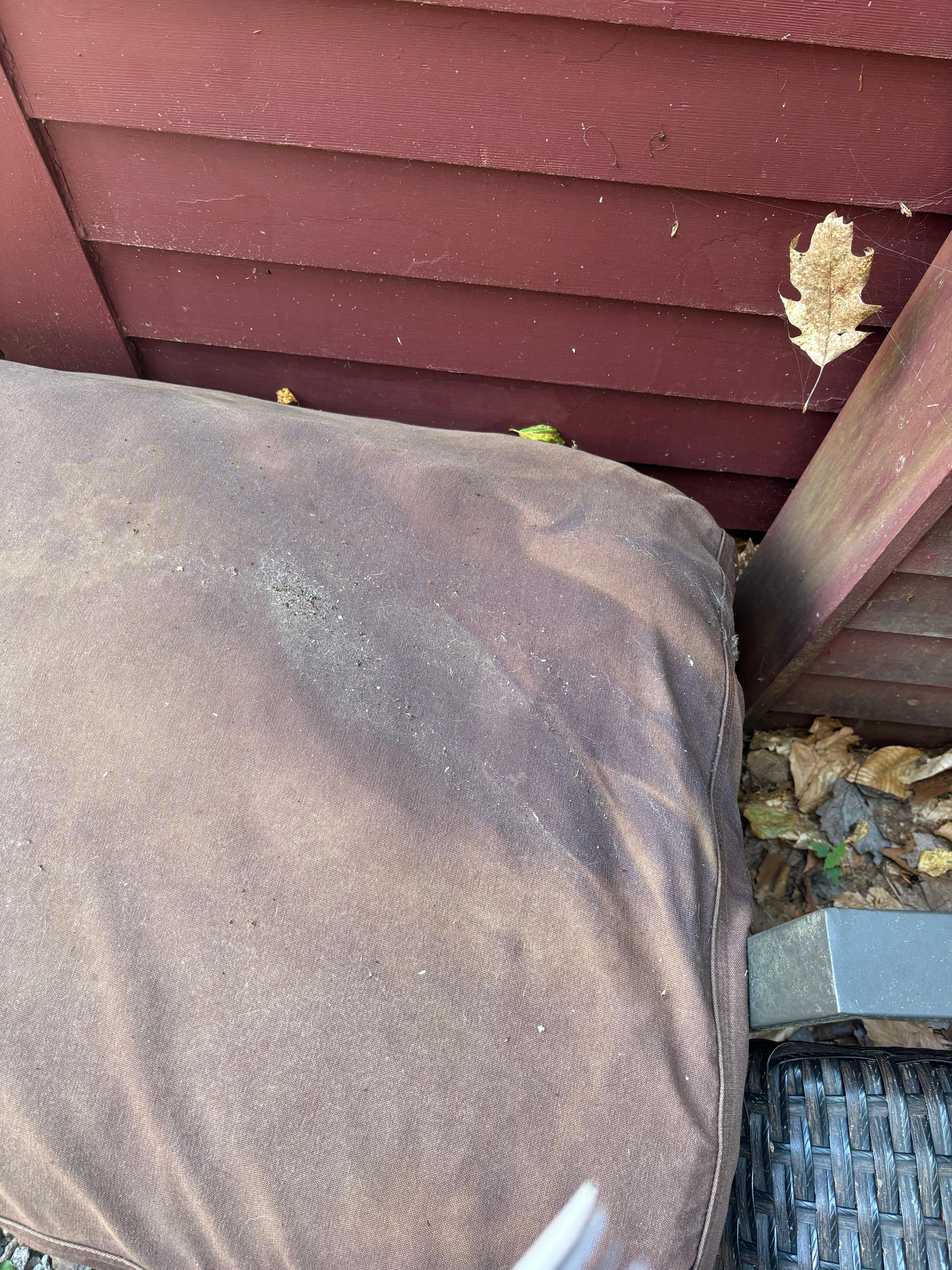 Old gross filthy dog bed
