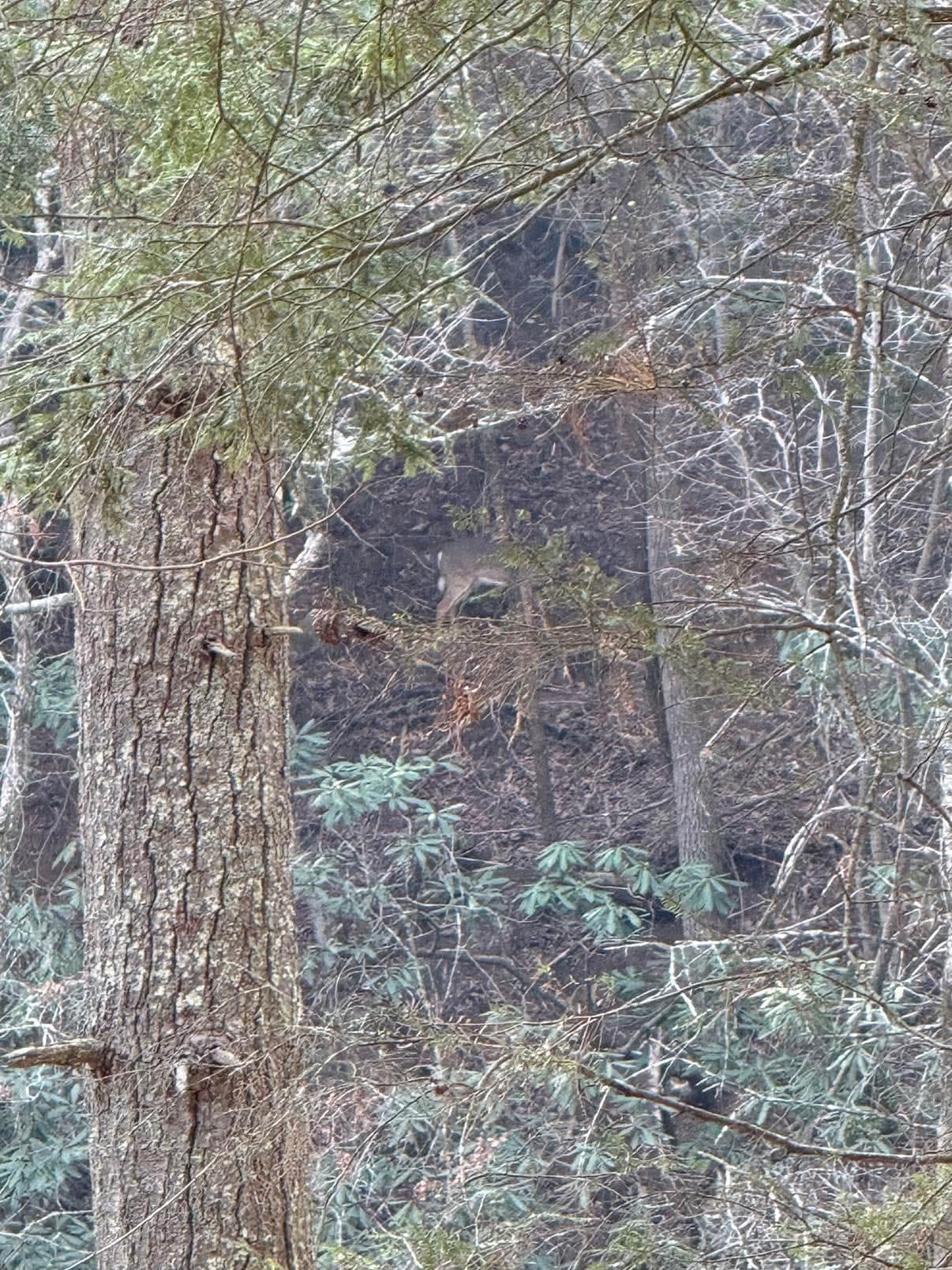 Deer across the river from the cabin 