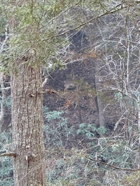 Deer across the river from the cabin