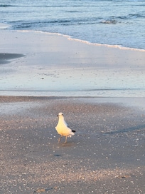 The beach