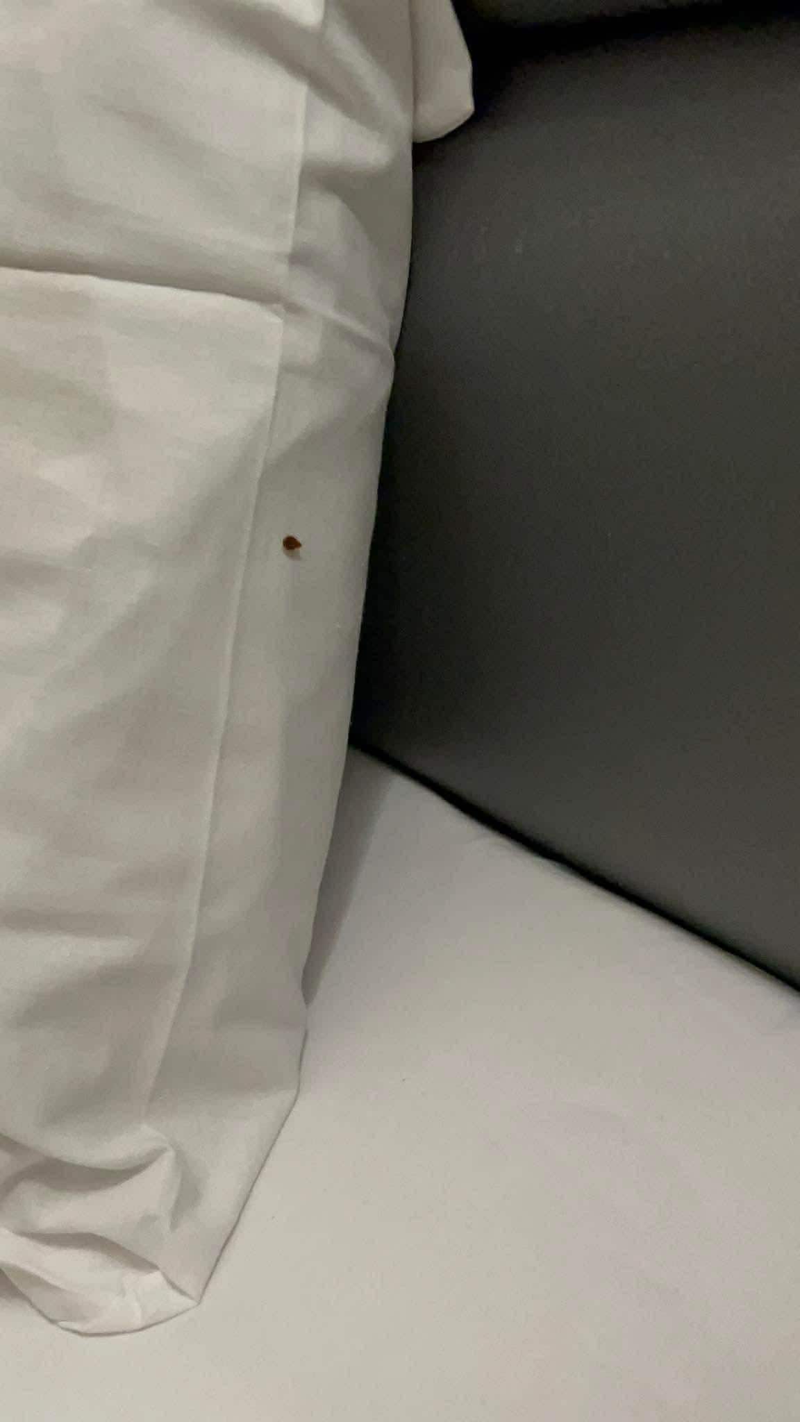 Another bed bug peeking out. They were infesting the wood not the mattress. 