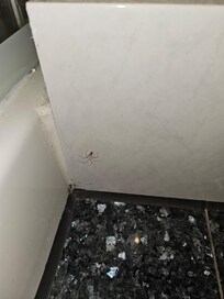 Die anderen habe ich garnicht mehr fotografiert