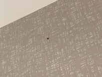 Bugs in the room
