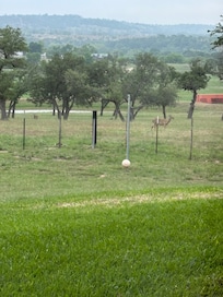 Deer
