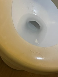 Pubic hair on toilet seat from previous guest