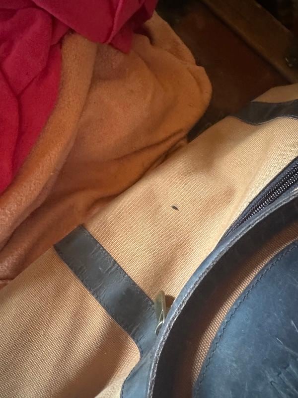 mouse dropping on our duffle bag