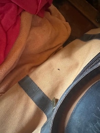mouse dropping on our duffle bag
