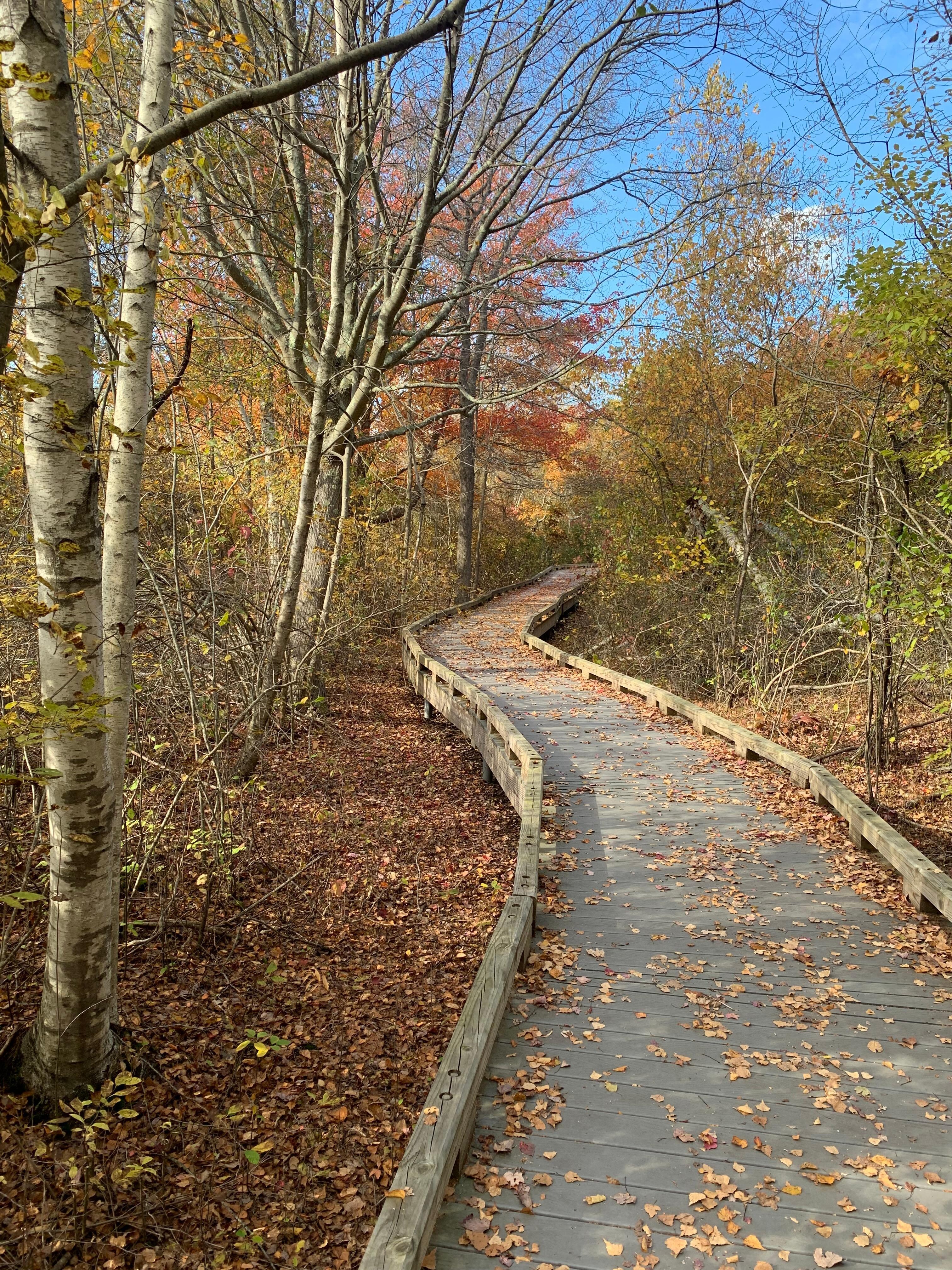 Hellcat trail on Plum Island