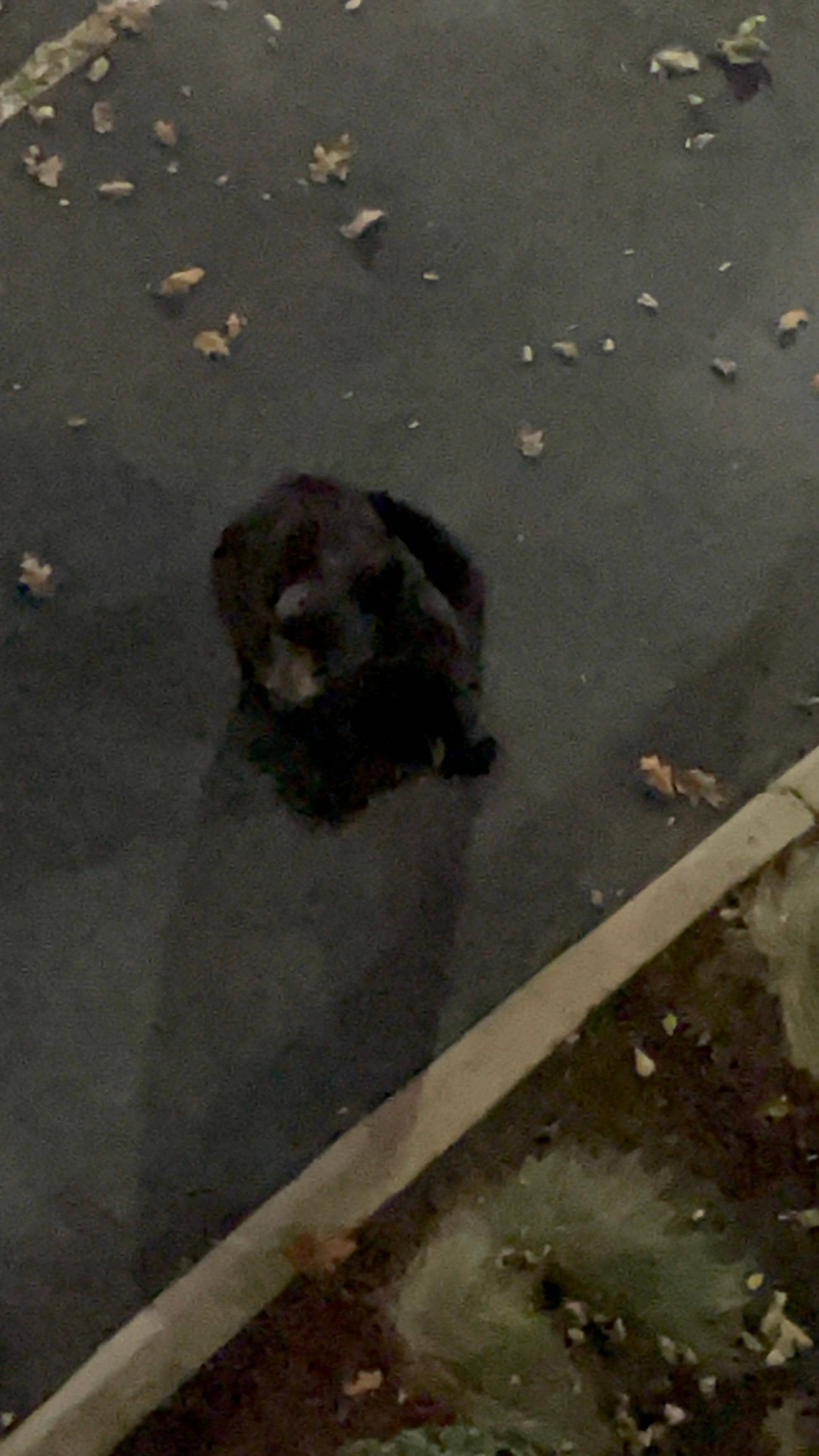 This guy hung out around the unit ALOT