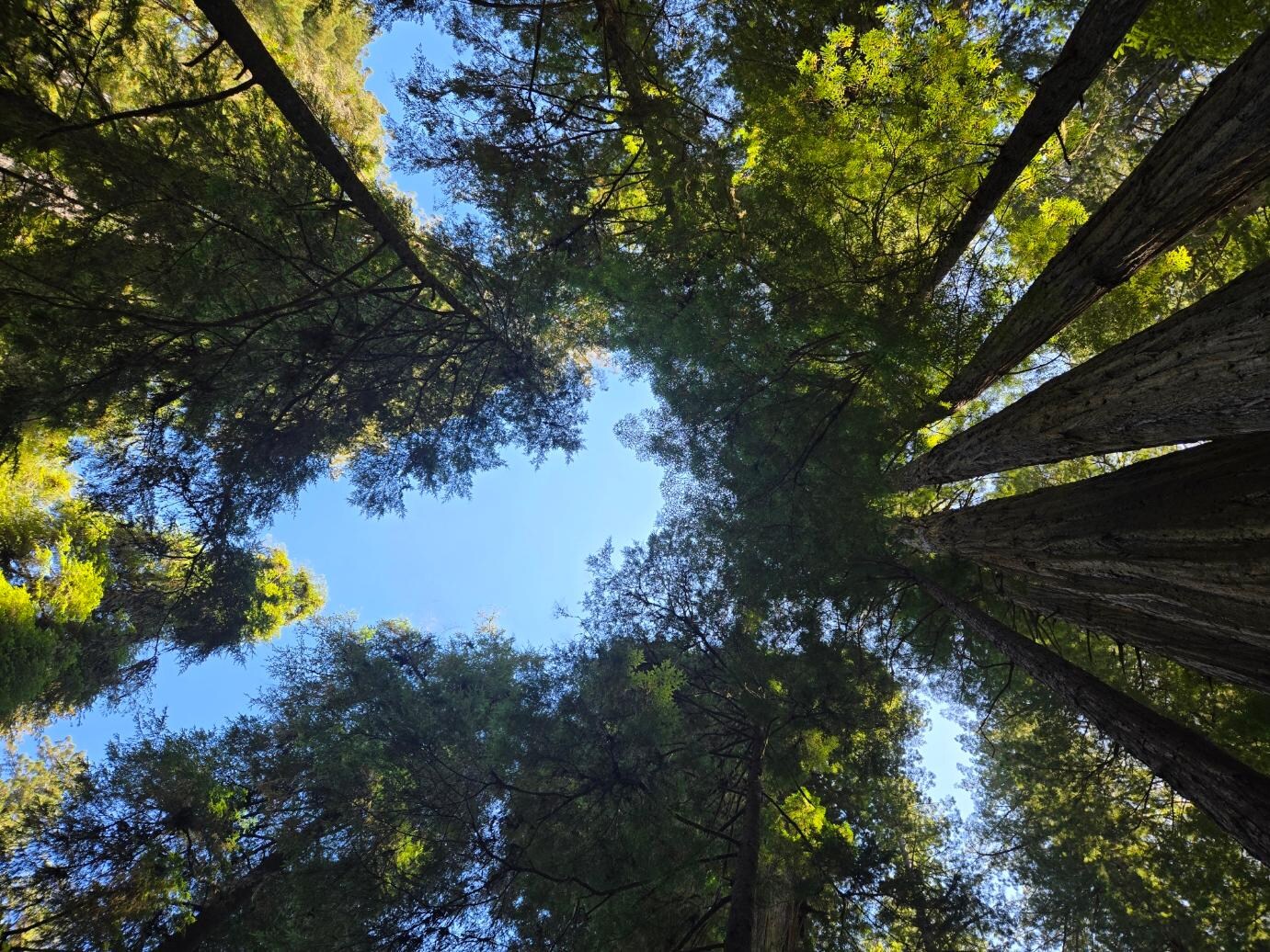 Nearby redwoods.