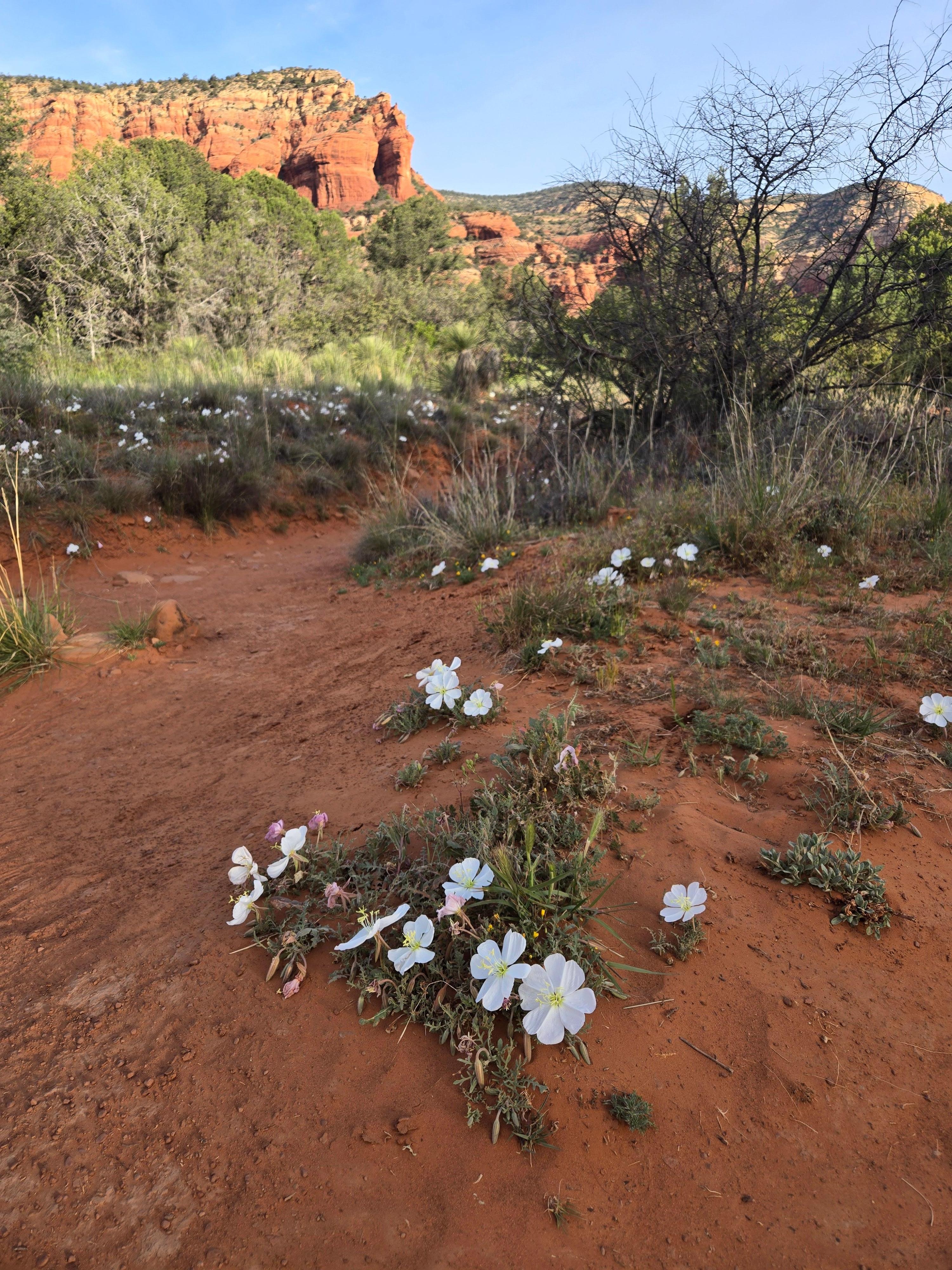 Along the trail 