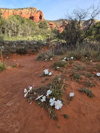 Along the trail