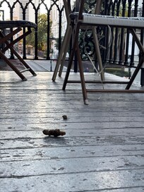 Something like dog poop