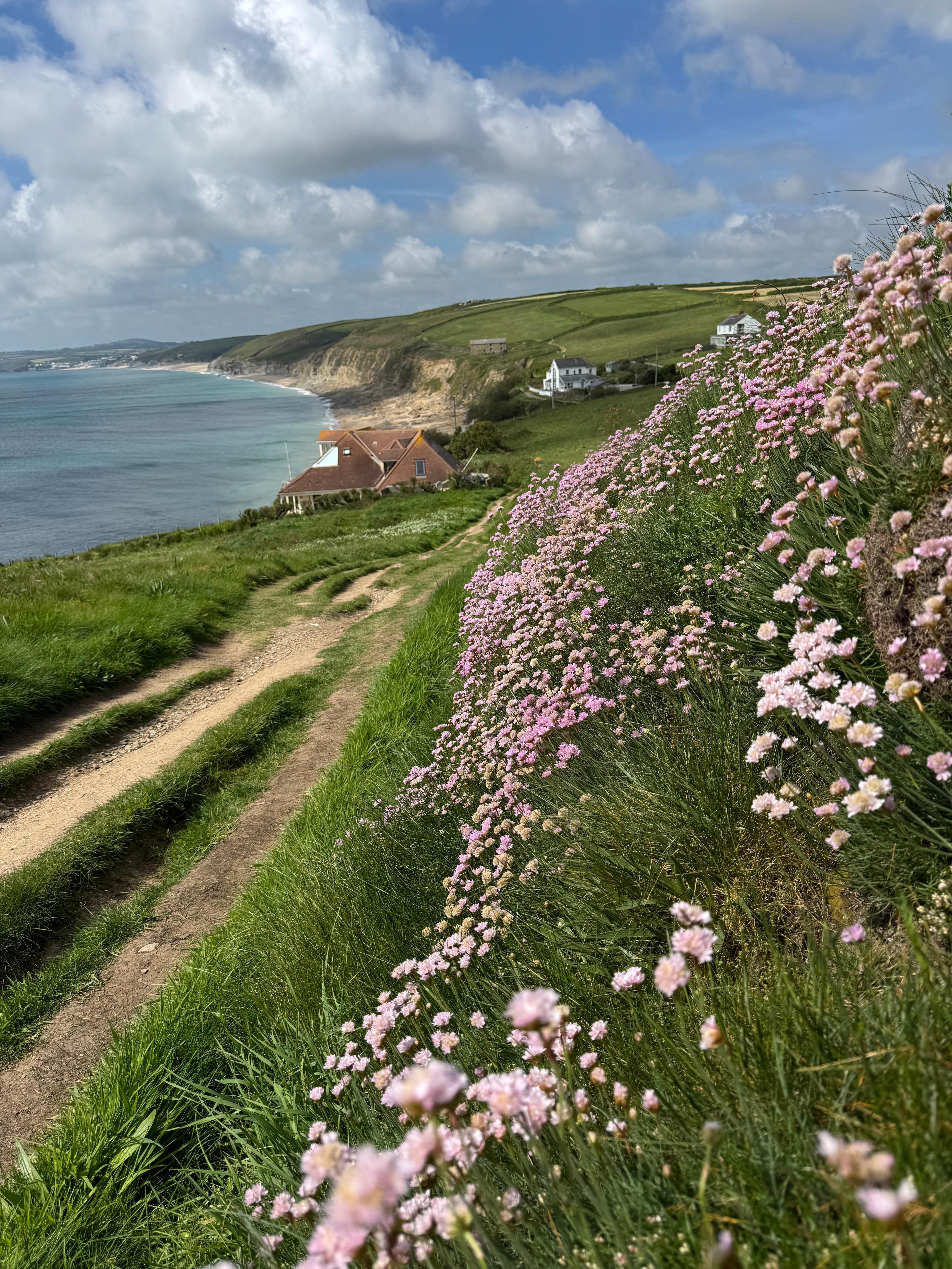 Wild flowers everywhere behind the house and on the trails