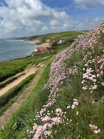 Wild flowers everywhere behind the house and on the trails