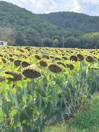 Fields of sunflowers