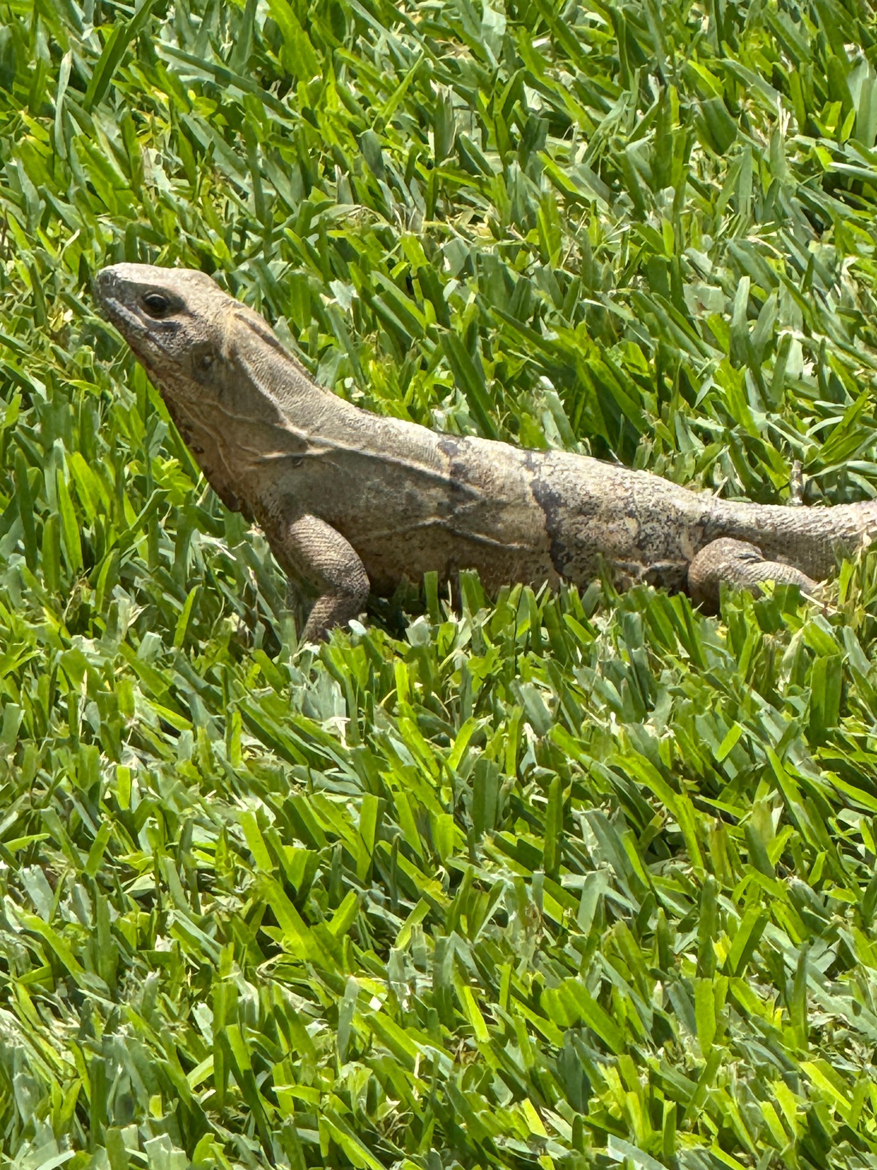 Love seeing all the lizards 