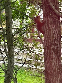 Red squirrel just outside the living room window.