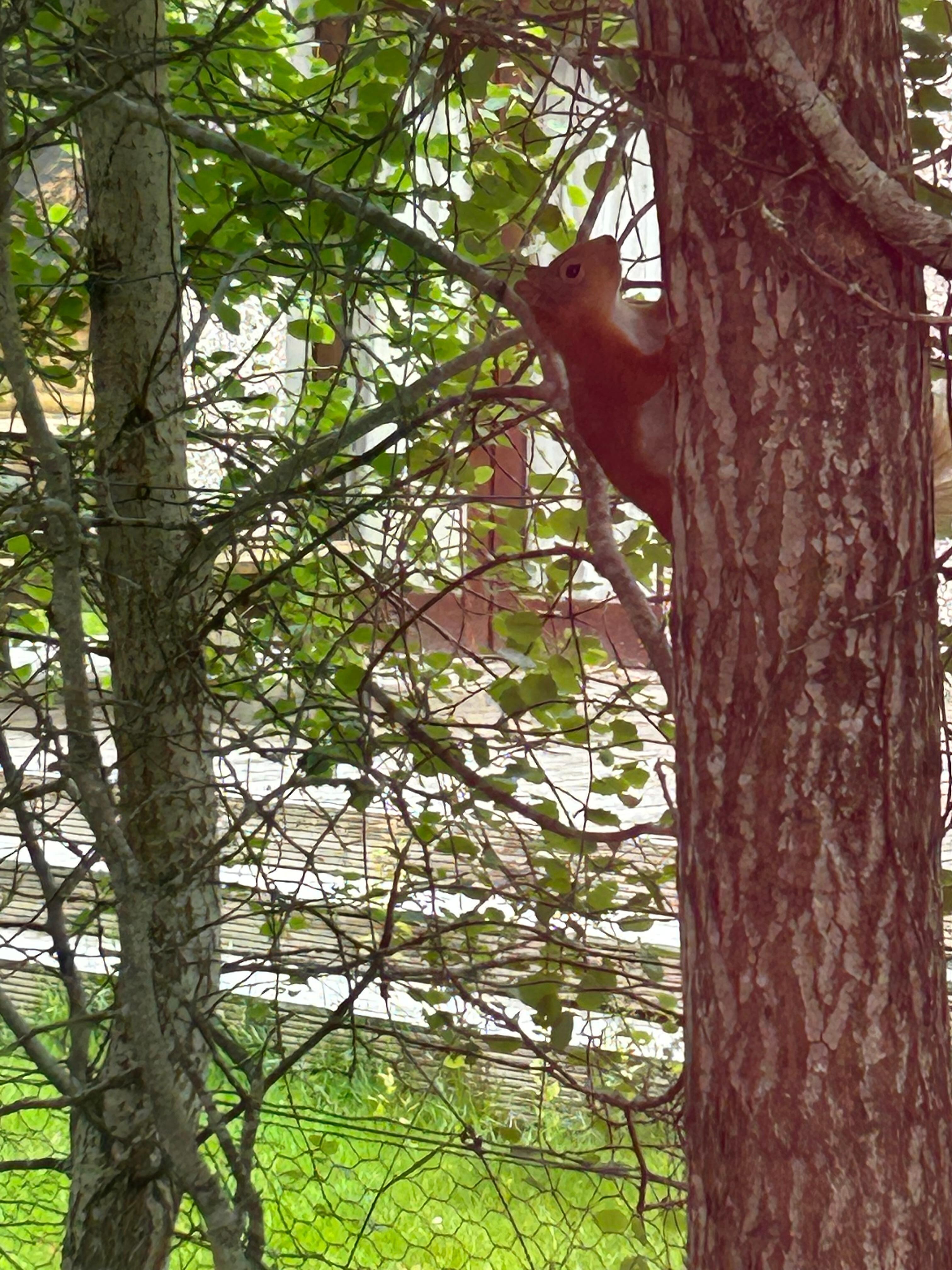 Red squirrel just outside the living room window.