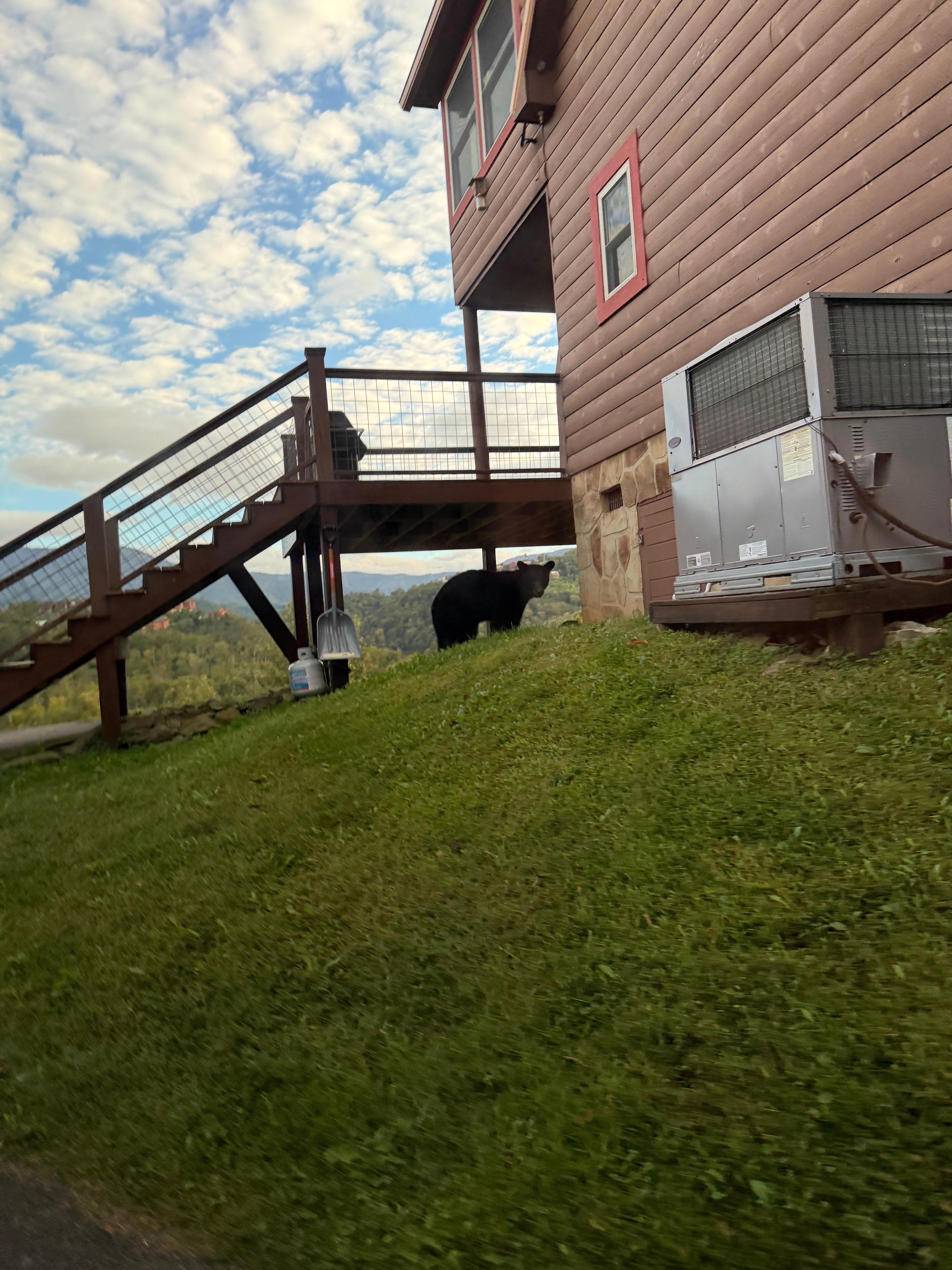 The bear we saw pulling up in our uber one evening. 