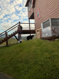 The bear we saw pulling up in our uber one evening.