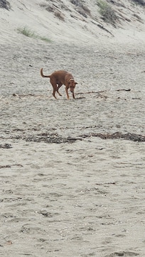 Our dog living his best life