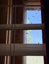 Webs and dead insects need to be cleaned out of windows before guest arrival.