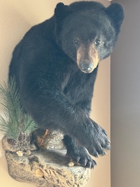 Bear coming out of the wall.