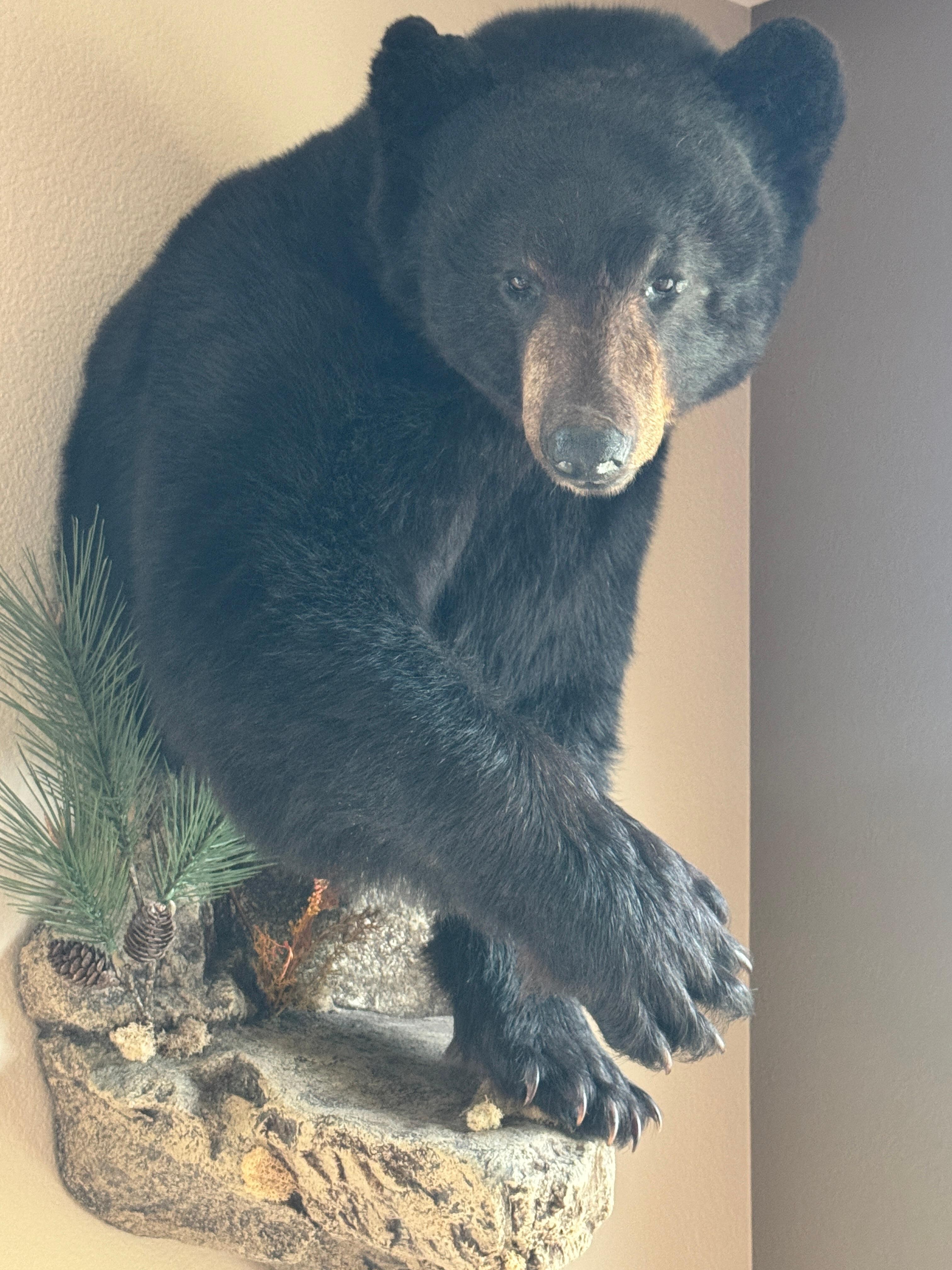 Bear coming out of the wall.