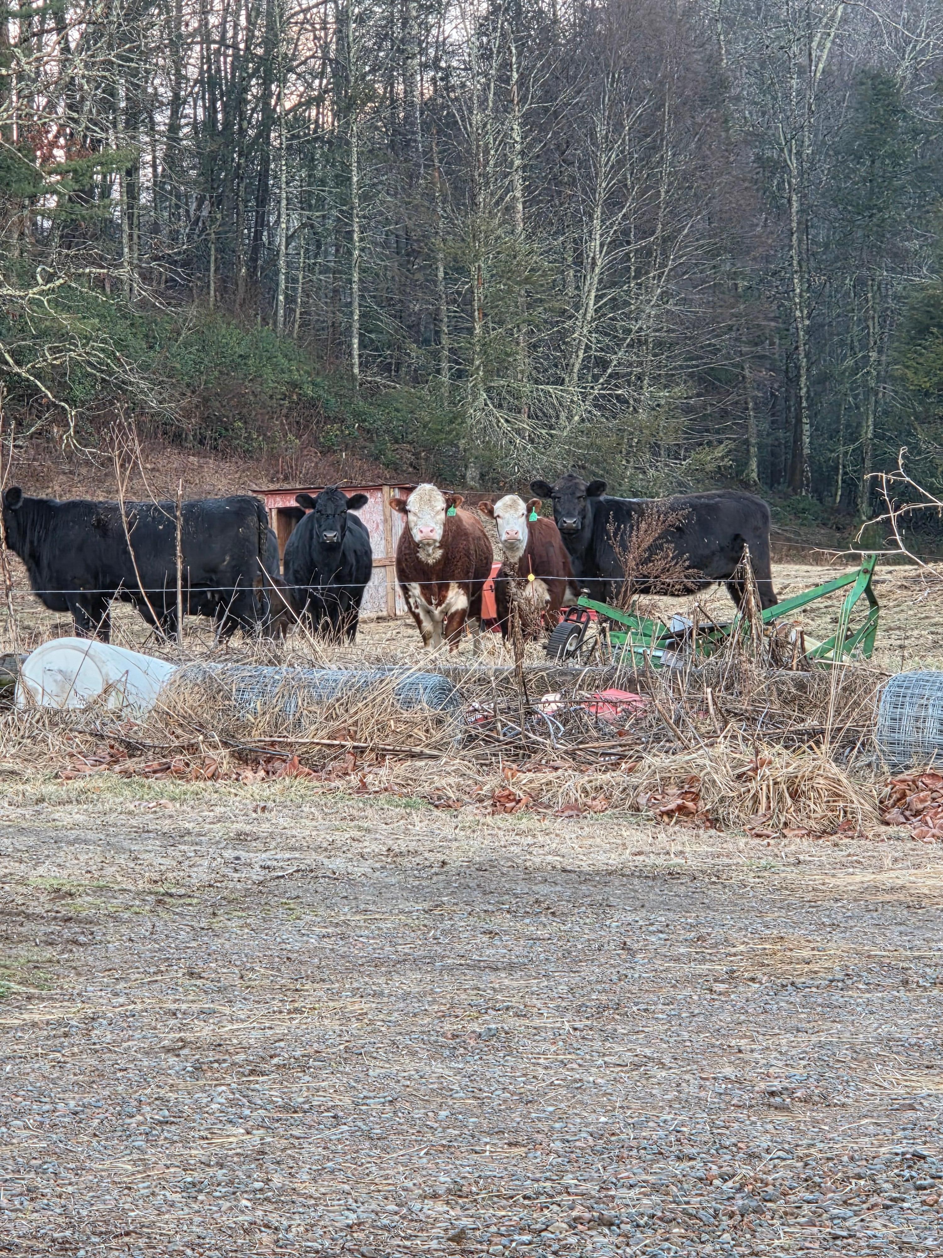 My cute friendly neighbors!