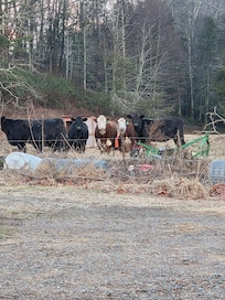 My cute friendly neighbors!
