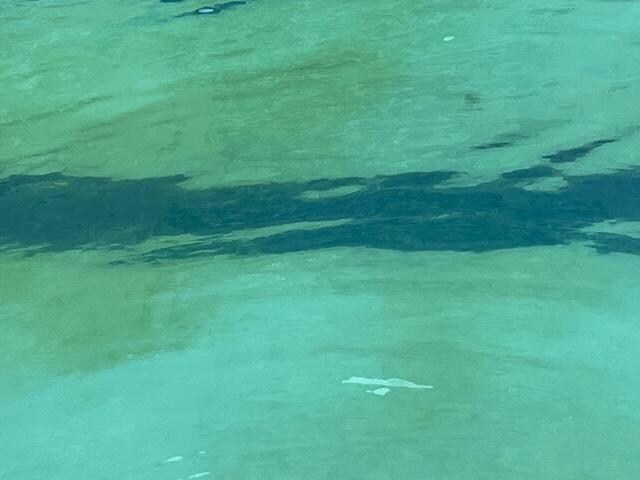 Picture of the pool that was green and had cigarette butts in it.