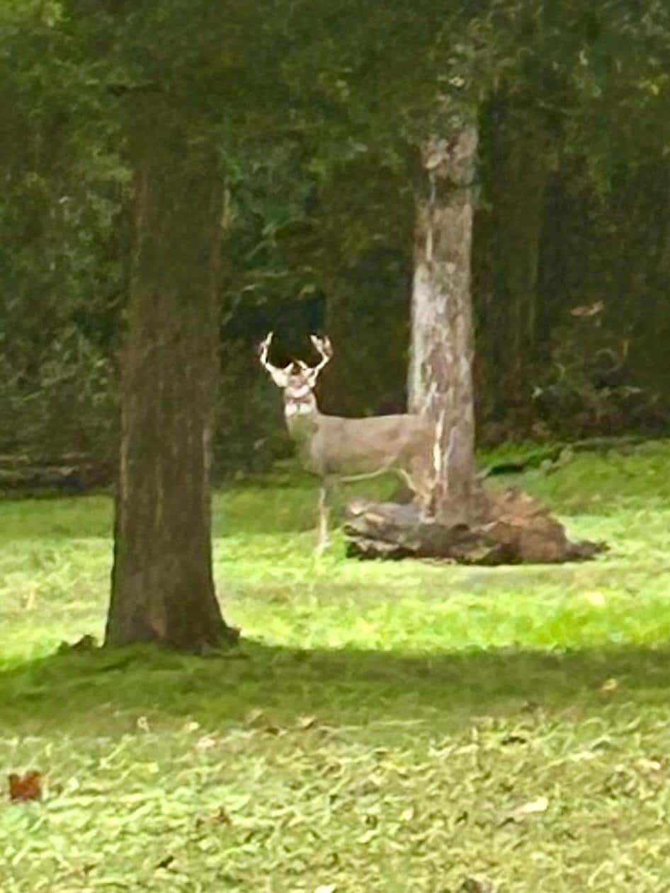 One of our daily visitors.