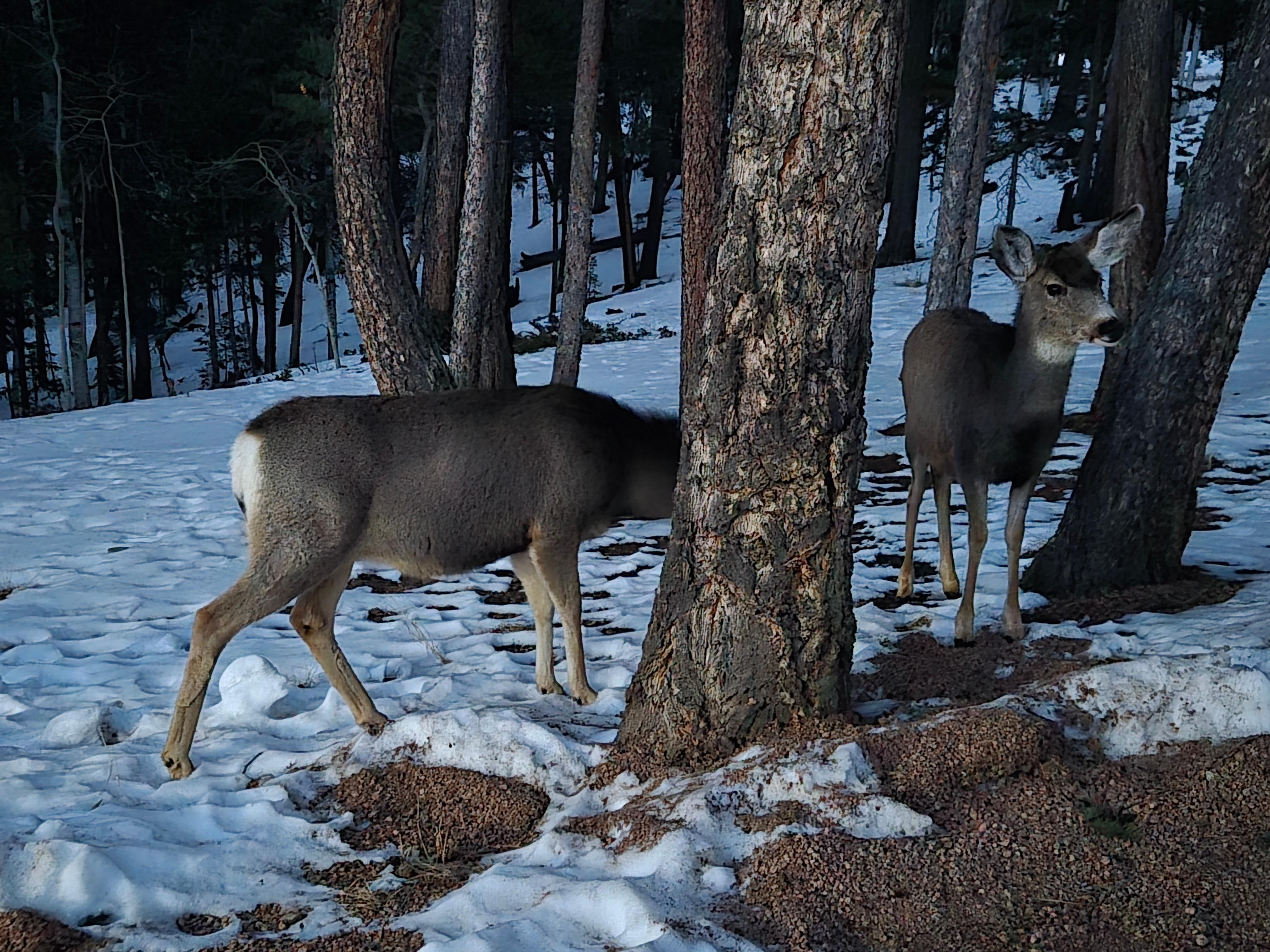 A few gentle deer who visited just after I arrived