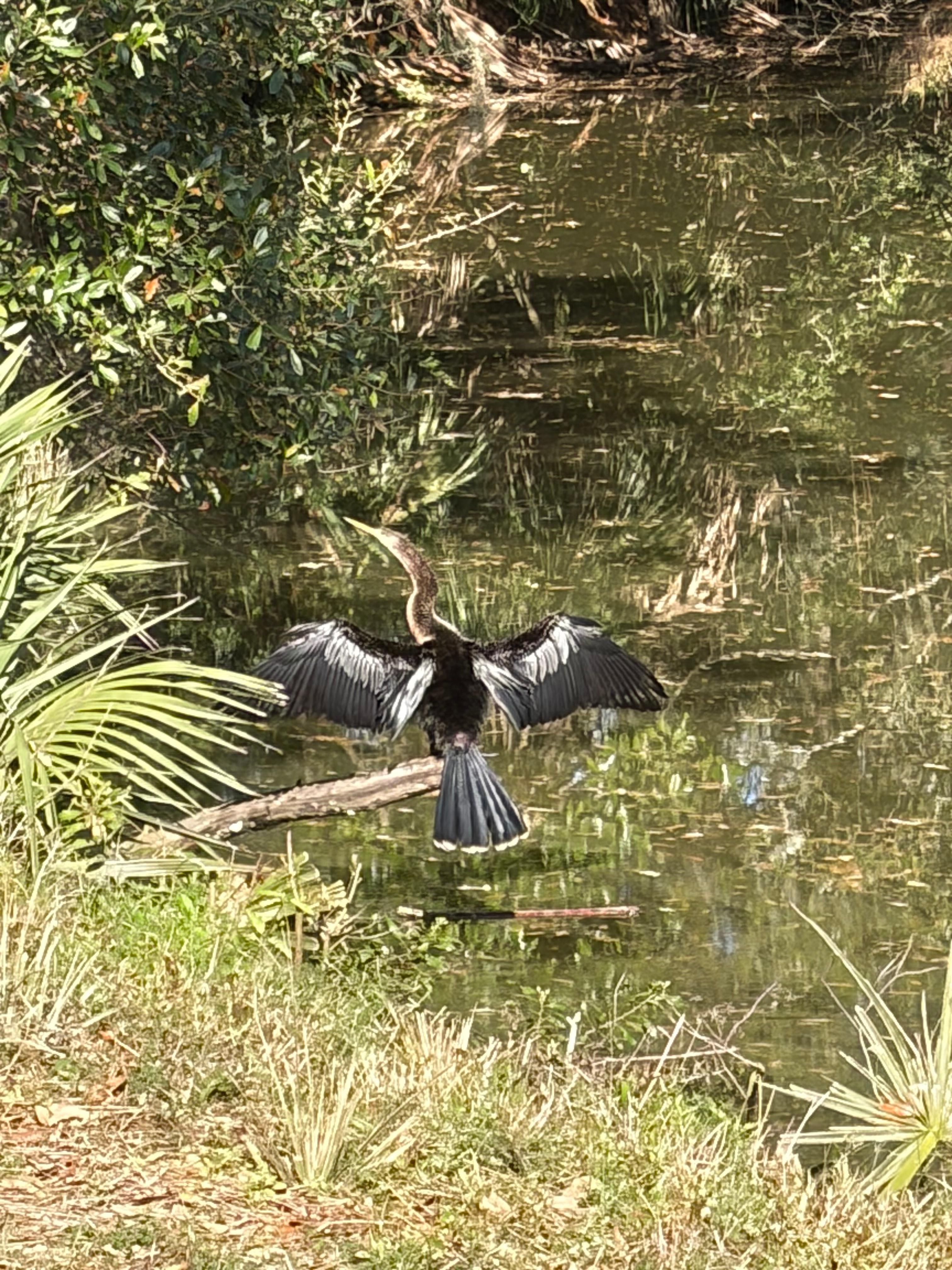 Bird likes to sun below patio by water