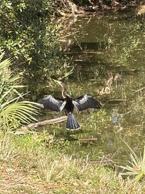 Bird likes to sun below patio by water