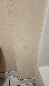 What were clearly black footprints on the wall in the bathroom?Really hard to miss if someone had cleaned the room.
