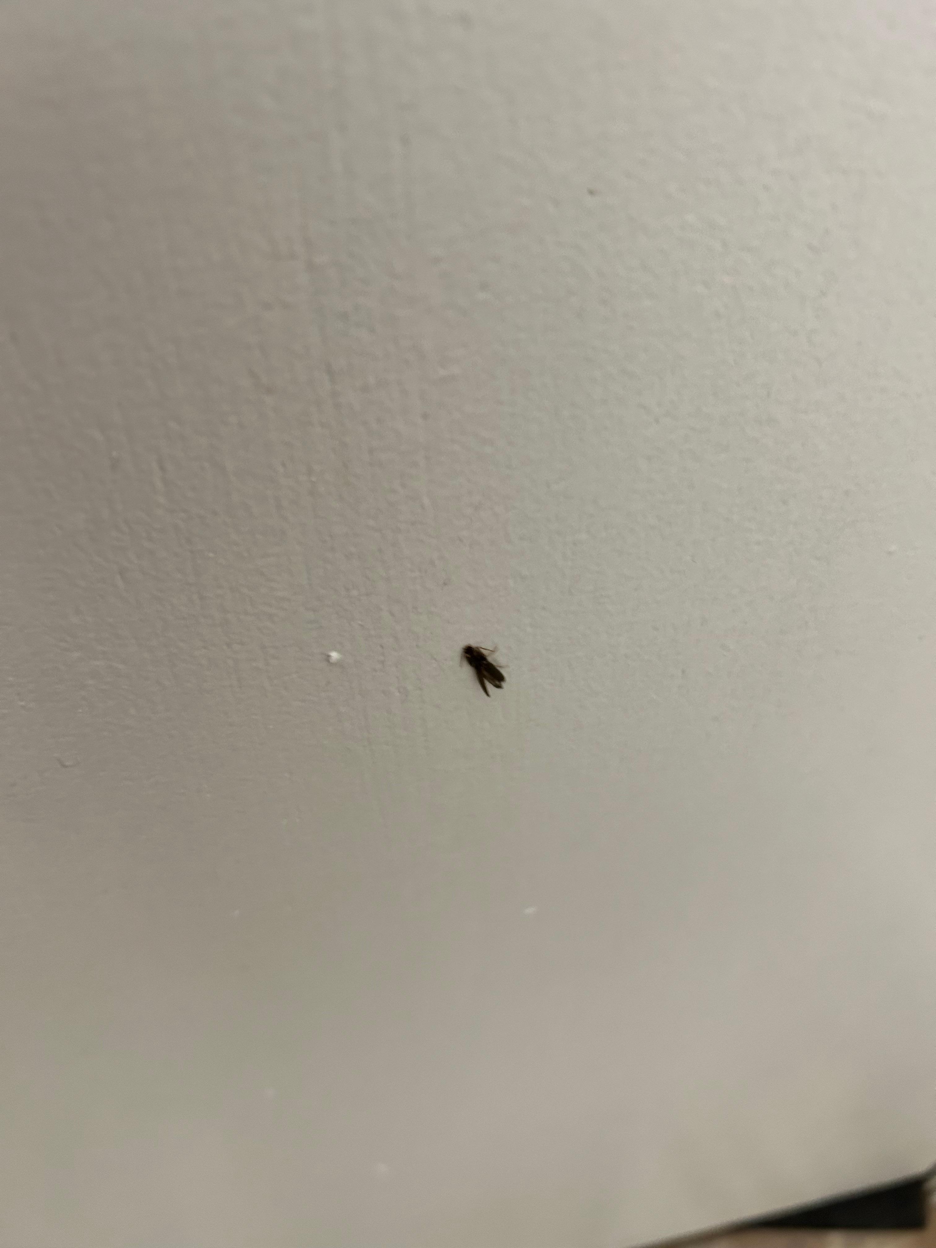 Dead fly on the back of the door in the master bathroom 