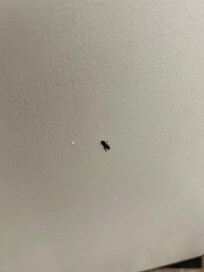 Dead fly on the back of the door in the master bathroom