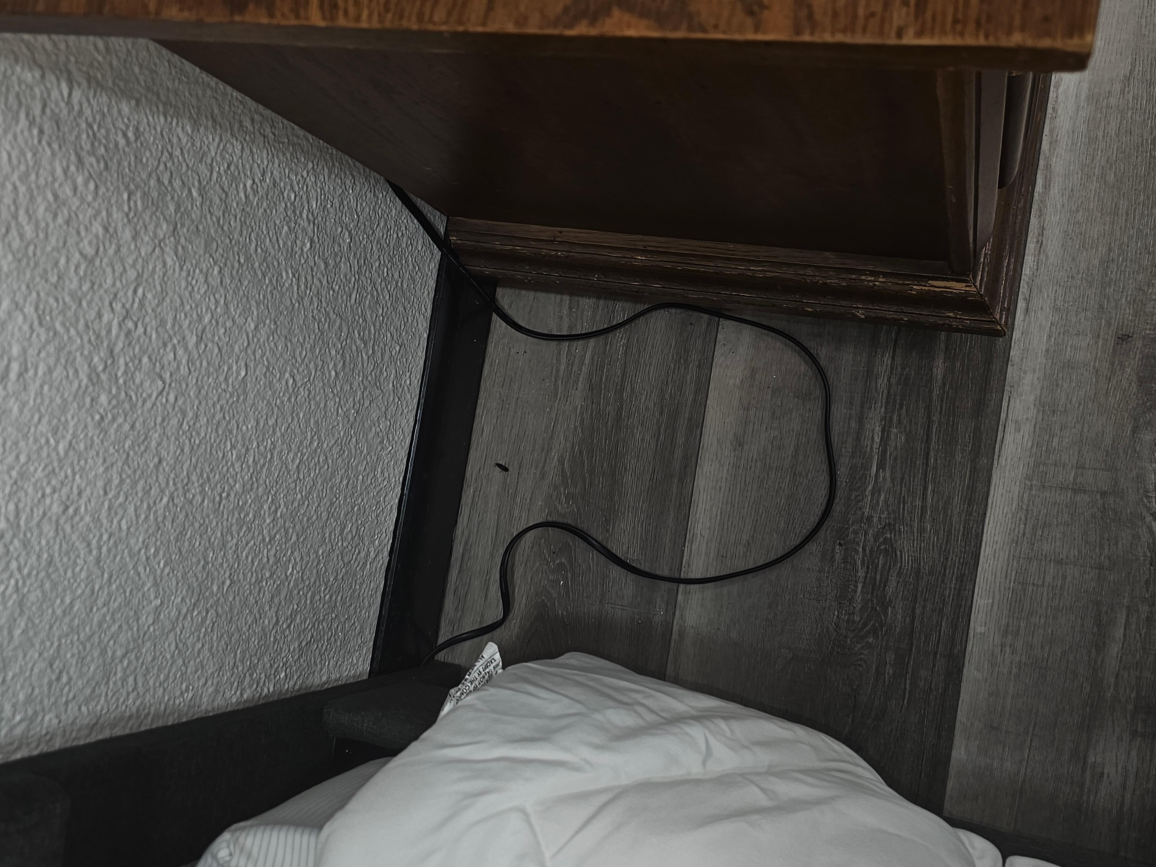 Insect and debris on master floor