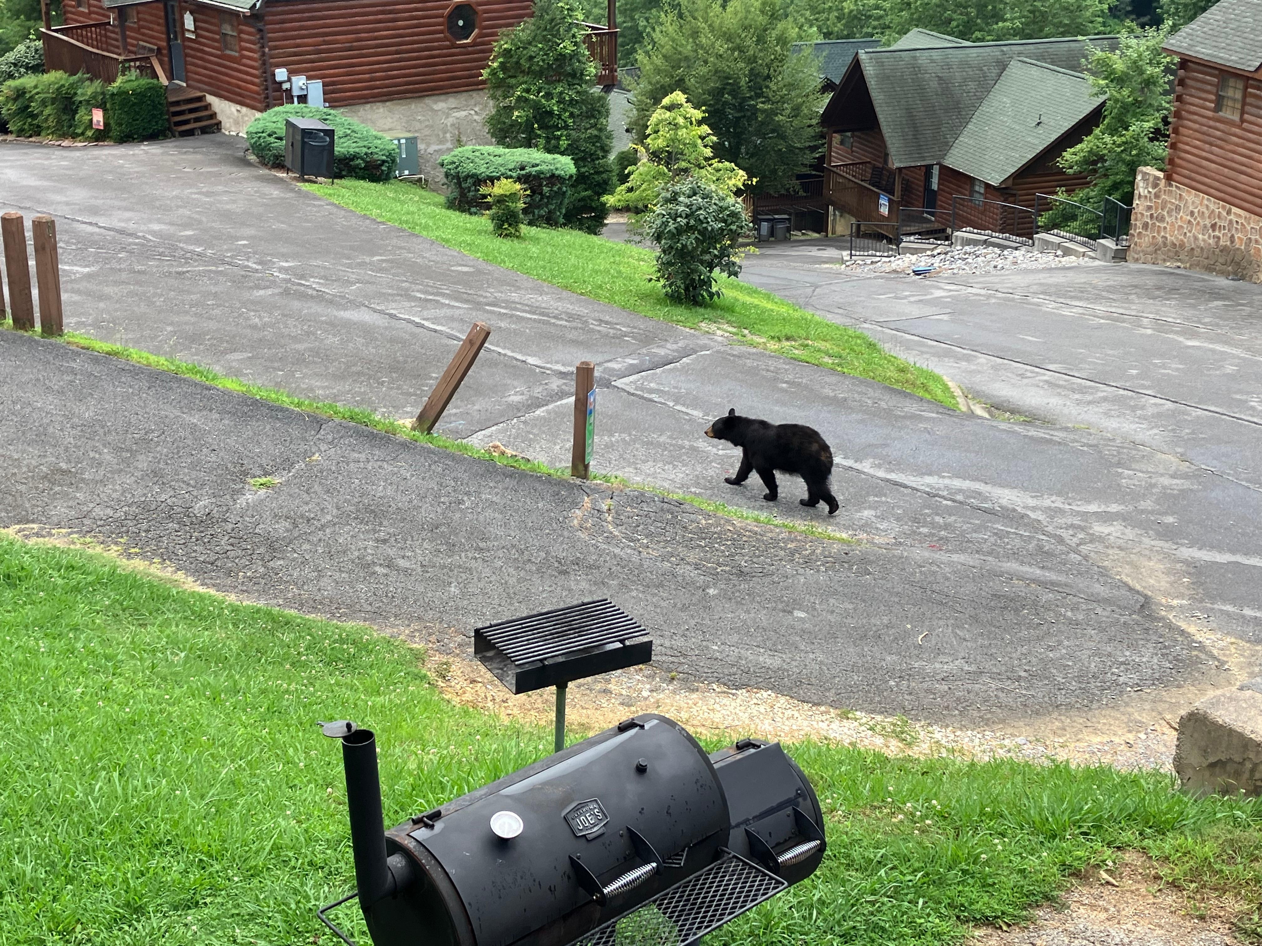 Bears roamed freely adding a degree of urgency xcitemeny