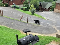 Bears roamed freely adding a degree of urgency xcitemeny