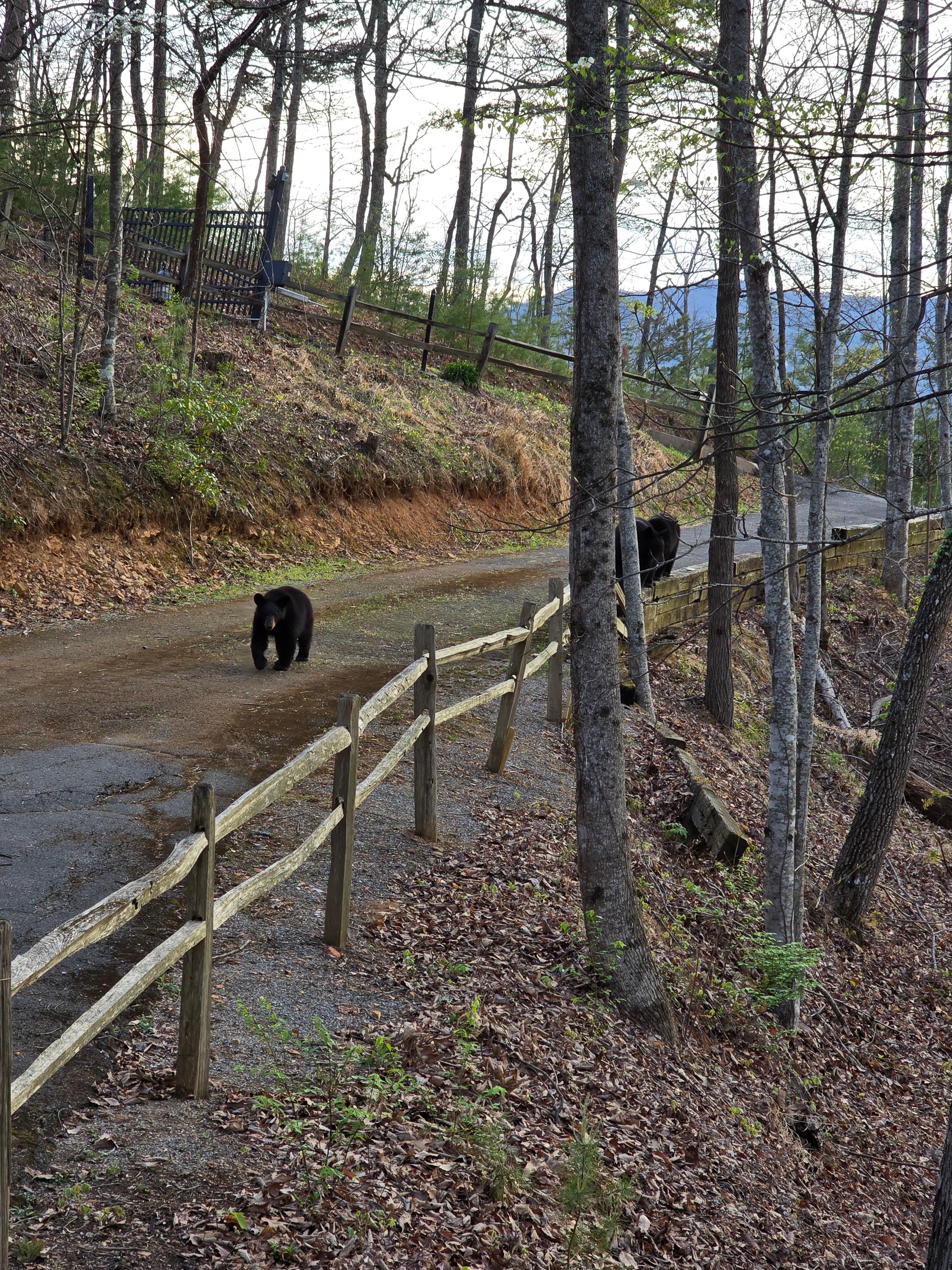 Some visitors we had.  Make sure you lock your car doors.  I watched them try to open the doors on my wife's car.