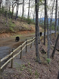Some visitors we had. Make sure you lock your car doors. I watched them try to open the doors on my wife's car.
