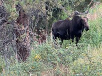 Moose at creek behind lodge.