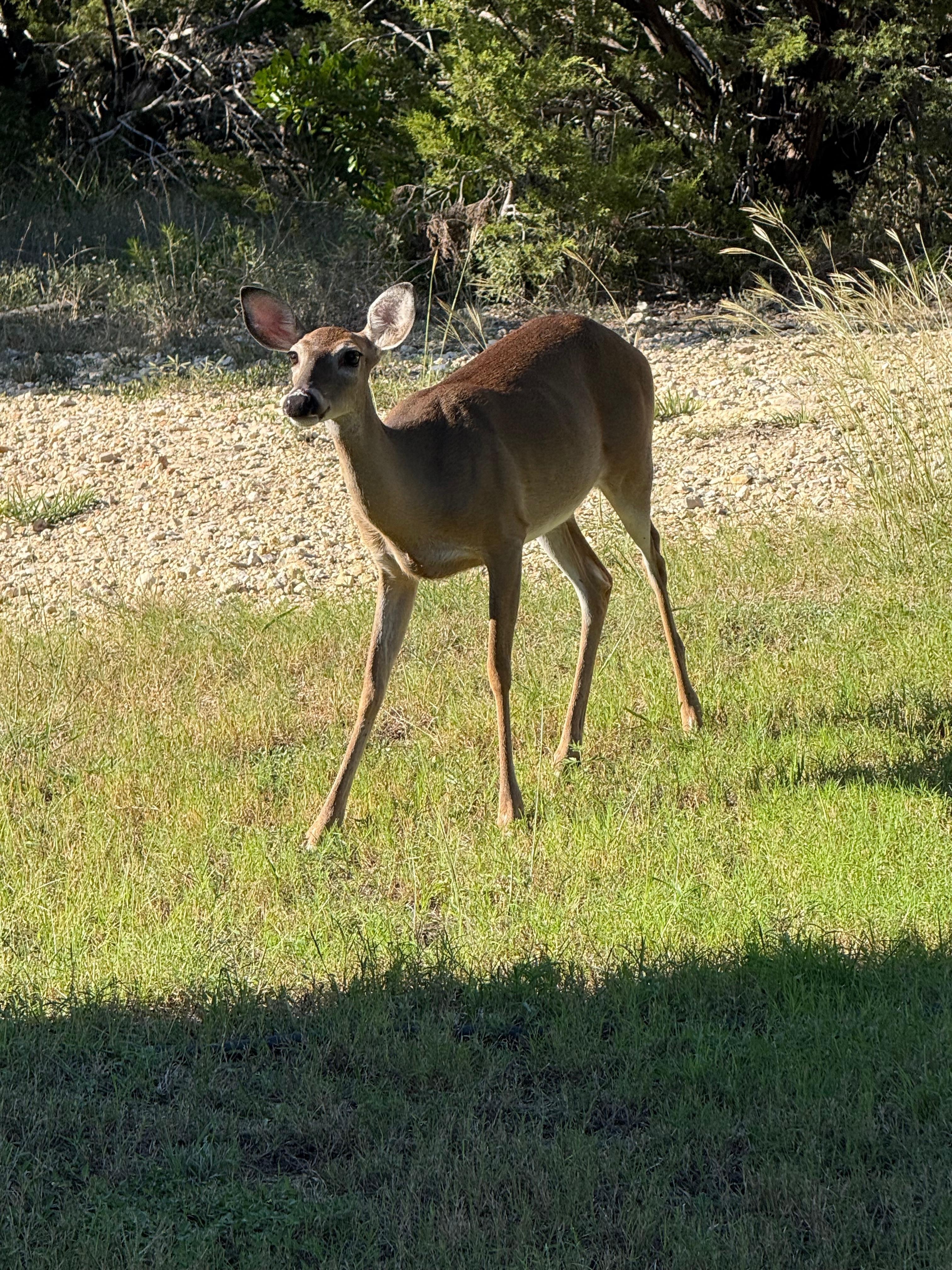 Deer coming to get fed deer corn by the front of the house