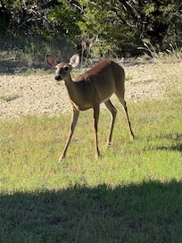 Deer coming to get fed deer corn by the front of the house